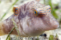 Pufferfish among the seagrass at a jetty of Derawan islan... by Erika Antoniazzo 